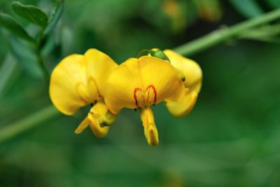 Colutea arborescens - žanovec měchýřník - květ
